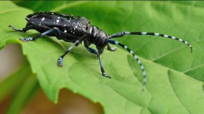 林業防治新里程！ 高科新農20公斤M45湖北抗擊天牛告捷