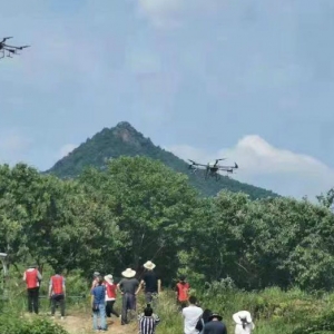 為保護百萬畝板栗，羅田出動15架無人機噴藥