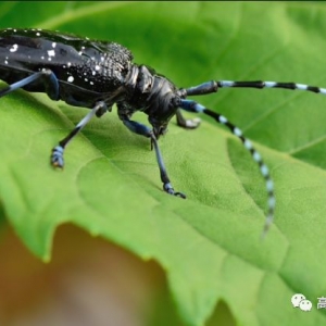 林業防治新里程！ 高科新農20公斤M45湖北抗擊天牛告捷