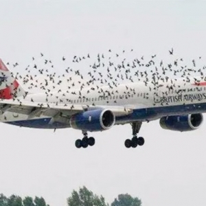 機場驅鳥很有必要！驅鳥利器推薦