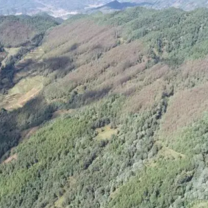 祿勸縣林業和草原利用無人機開展森林病蟲害防治